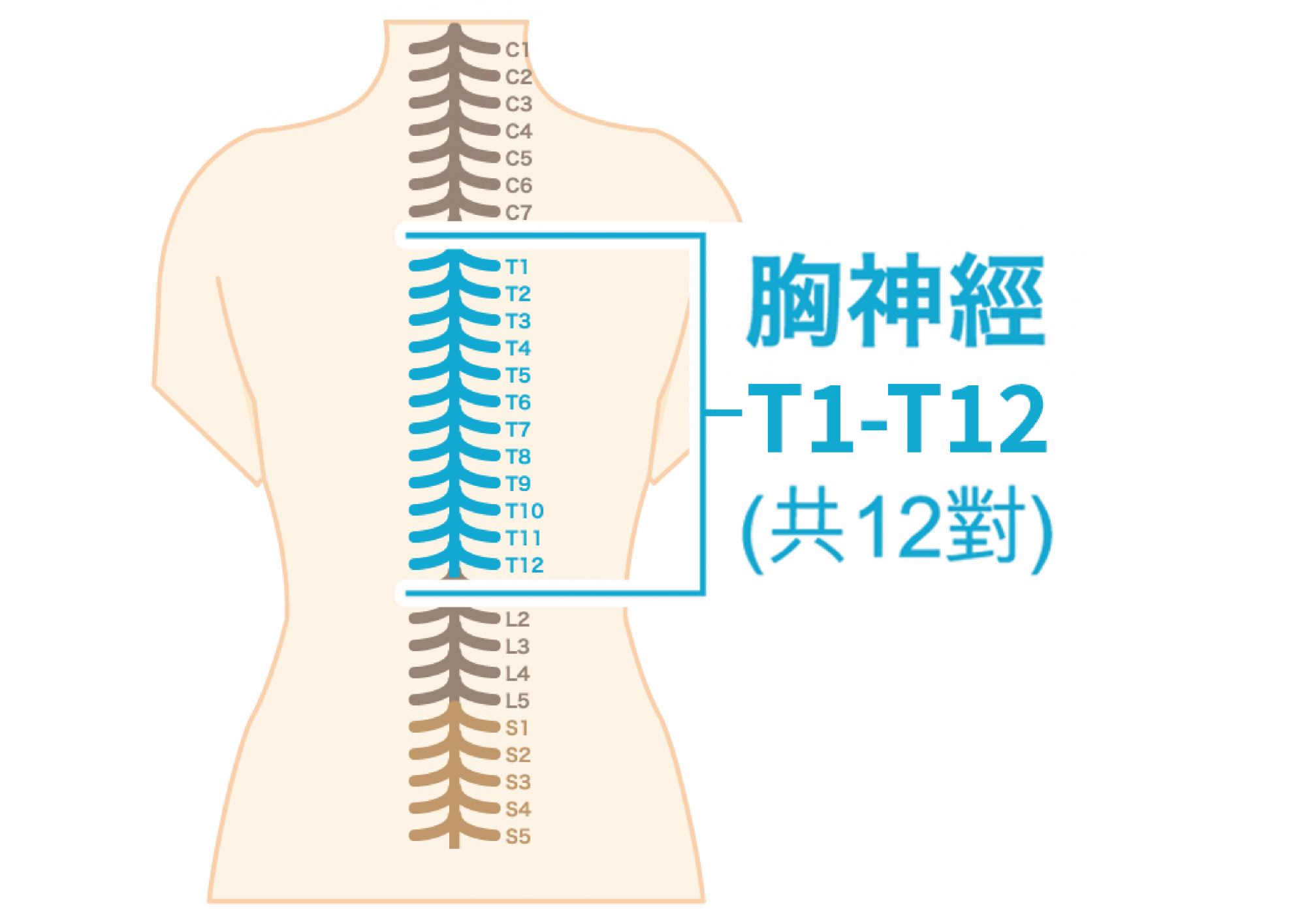 共用圖片/檔案 - 胸神經T1-12